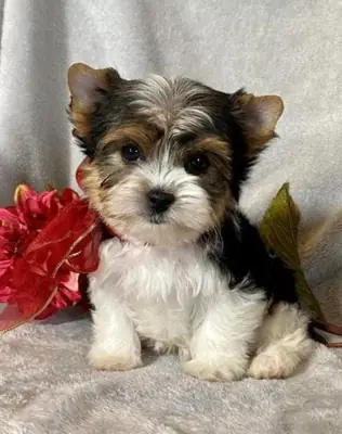 Adorable Yorkshire Terrier Puppies – Ready for Their New Homes 🐾✨