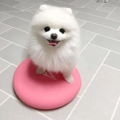 Cachorros de Pomerania