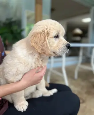 Golden Retriever 