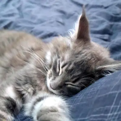Gatitos Maine Coon