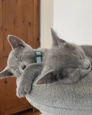 Rusya Mavisi Kedi Yavruları (erkekler ve dişiler)