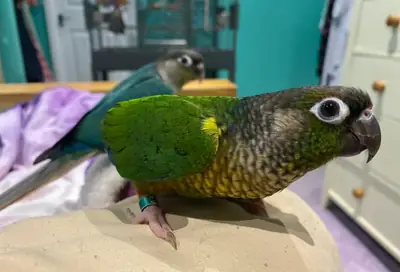 DONNE Adorables Perruches Conures