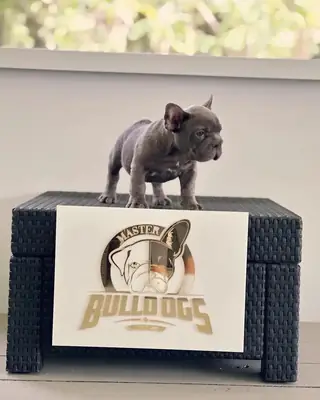 Sevimli Bulldog sahiplenme için