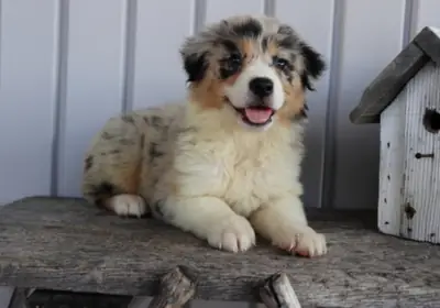 Avustralya çoban köpeği yavruları