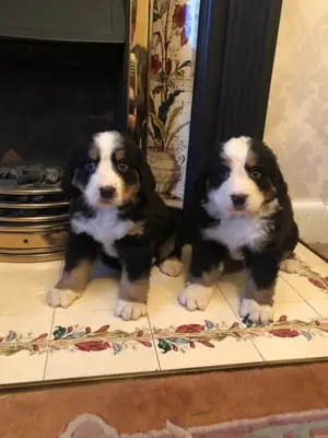 erkek ve dişi Bernese Dağ köpeği yavruları