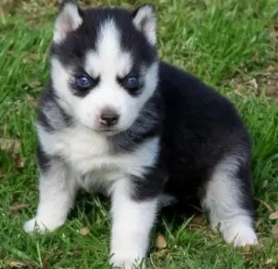 chiots siberian husky enregistrés akc