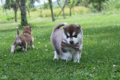 Cachorros Husky elegantes y juguetones 632000221