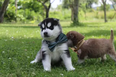 Cachorros Husky dulces y enérgicos ***