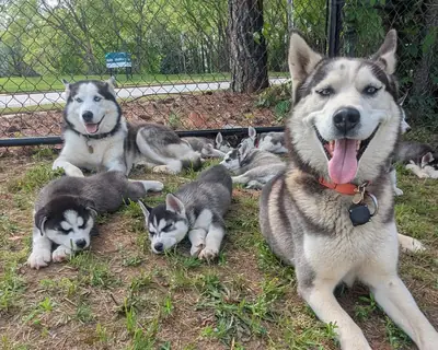 Cachorros Husky encantadores y fieles ***