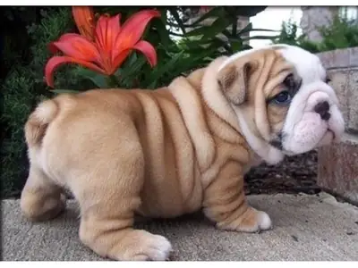 stunning litter Huu clear quality bulldog puppies