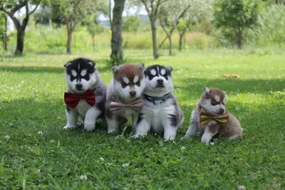Chiots Husky précieux et sociables 632000221
