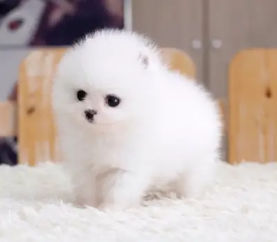 Pomeranian Pups