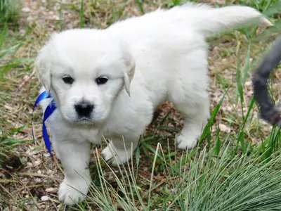 Adorable Golden Retriever Puppy For Adoption