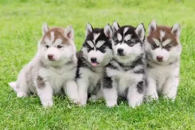 Sevimli ve hayat dolu Husky Yavruları 632000221