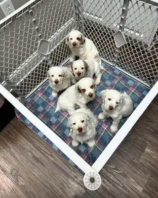 Chiots Clumber Spaniel Bien Éduqués Disponibles Pour De Nouveaux Foyers Pour Toujours.