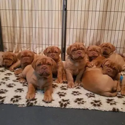 Cachorros de Dogue de Bordeaux adorables disponibles para la venta.