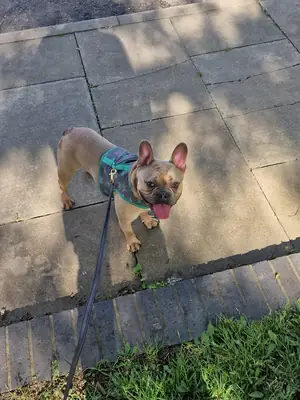 Freindly French Bulldog ready for adoption