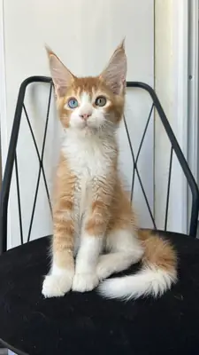 Renkli Gözlü Maine Coon Yavrusu Isadore 