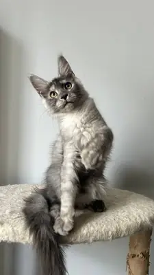 Black Silver Dişi Maine Coon Ice