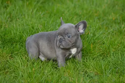 hermosa camada de cachorros bulldog Huu de calidad clara