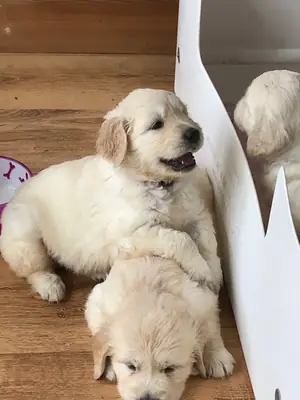 Adorable Golden Retriever Puppy For Adoption