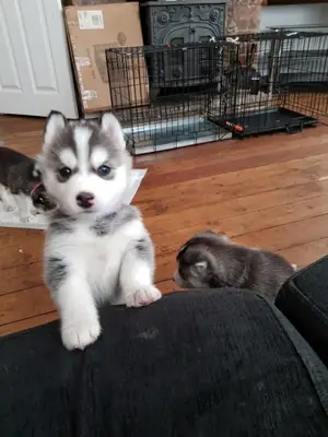 akc kayıtlı siberian husky yavruları