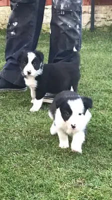 Border Collie Yavruları ISDS/AKC