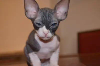 Sevimli Sphynx Yavruları