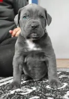 Cane Corso Puppies for Sale