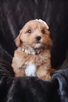 F1b Mikro Mini Goldendoodle'lar