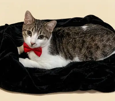 Нежный и ласковый котик