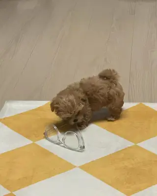 我们的狗，包括小狗，专门喂食高品质的优质食品。