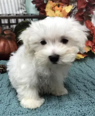 可爱的马尔济斯犬幼犬，出生于2026年7月1日，已植入微芯片，接种疫苗并驱虫