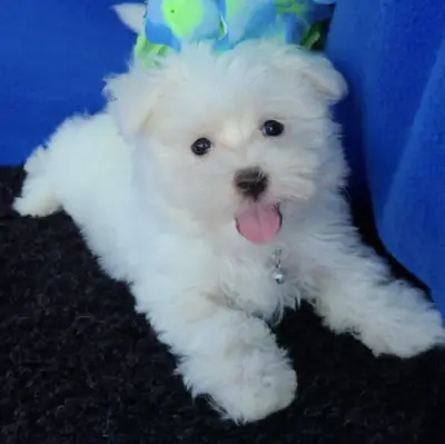 ¡Preciosos cachorros malteses buscan un hogar lleno de amor!