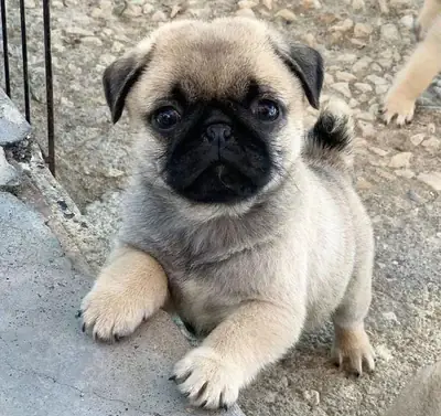 Lovely pug puppies