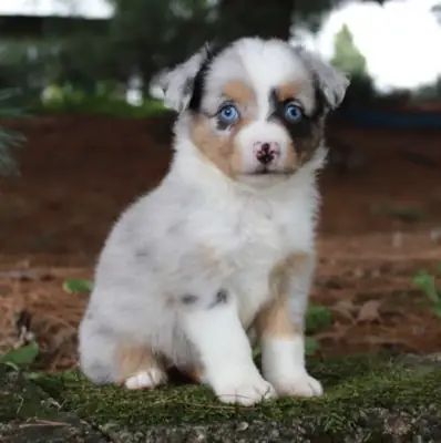 Bizim değerli Mini Avustralya Çoban Köpeği yavrularımız