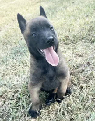 比利时牧羊犬和荷兰牧羊犬混血幼犬