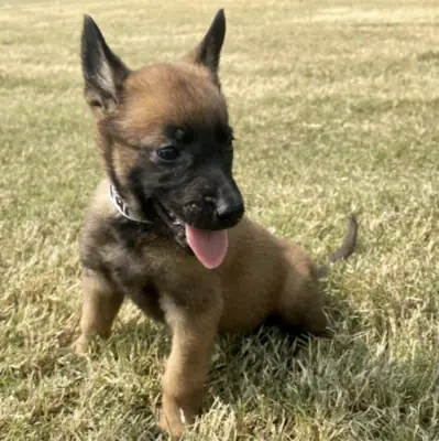 Nuestros cachorros crecen rodeados de mucho