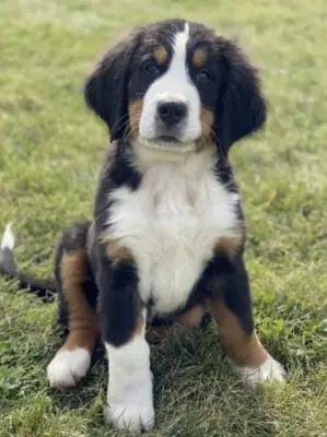 Nuestros 10 preciosos cachorros de Boyero de Berna nacieron