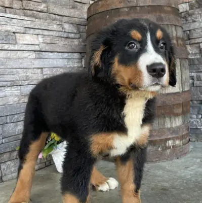 Yavru köpekler anneleri Lucy ile büyüyor