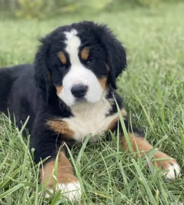 Nuestros pequeños amigos peludos estarán listos para mudarse