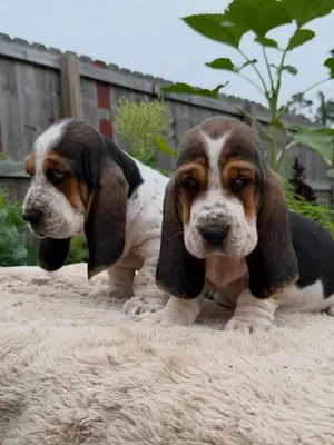 Sevimli ve sevecen Basset Hound Yavruları 632000221