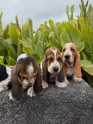Tatlı ve çekici Basset Hound yavruları 632000221