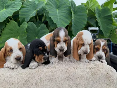 Cachorros Basset Hound alegres y encantadores 632000221