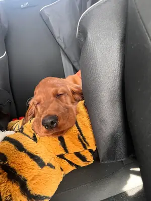 enerjik köpek, vakit ayırabilecek biri lazım