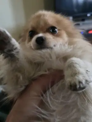 küçük ama ilgi isteyen bir köpek