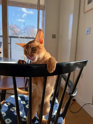 hareketli kedi, evde yalnız kalıyor