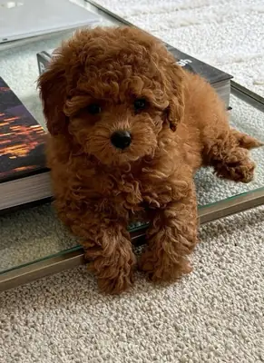 可爱的茶杯贵宾犬幼犬可供出售
