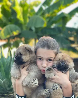 Sevimli ve sevecen Chow Chow yavruları 632000221