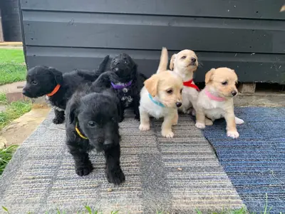 Beautifully jackapoo Puppy ready